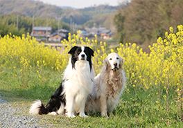 愛犬写真