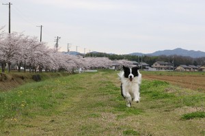 走るタッチ